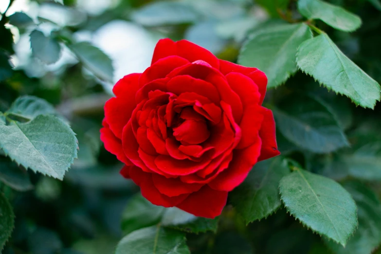 a red rose bud on the bush in spring