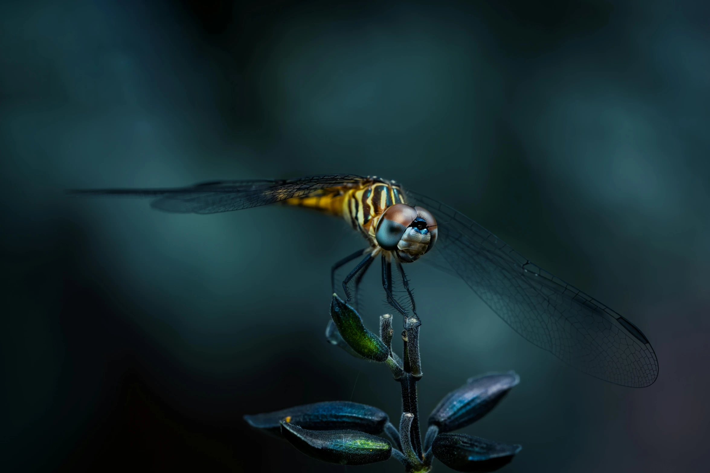 a dragonfly sitting on top of a plant, a macro photograph, by Adam Marczyński, pexels contest winner, art photography, dramatic lighting; 4k 8k, portrait of a small, various posed, beautiful black blue yellow