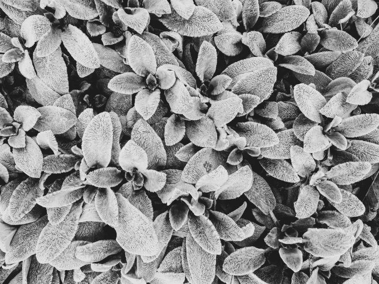 a black and white photo of a plant, a black and white photo, inspired by Edward Weston, pexels, frosted texture, salvia, photo on iphone, many plants