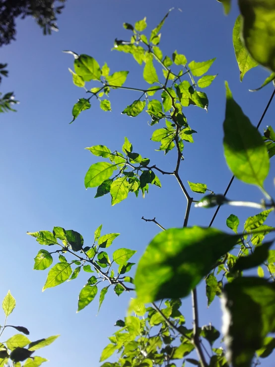 the sun shines through the leaves of a tree, by David Donaldson, clear blue sky, basil, wild berry vines, ant view