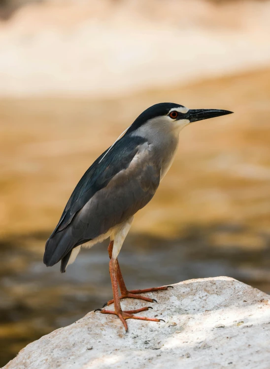 a bird that is standing on a rock, on a riverbank, shot with premium dslr camera, oman, today\'s featured photograph 4k