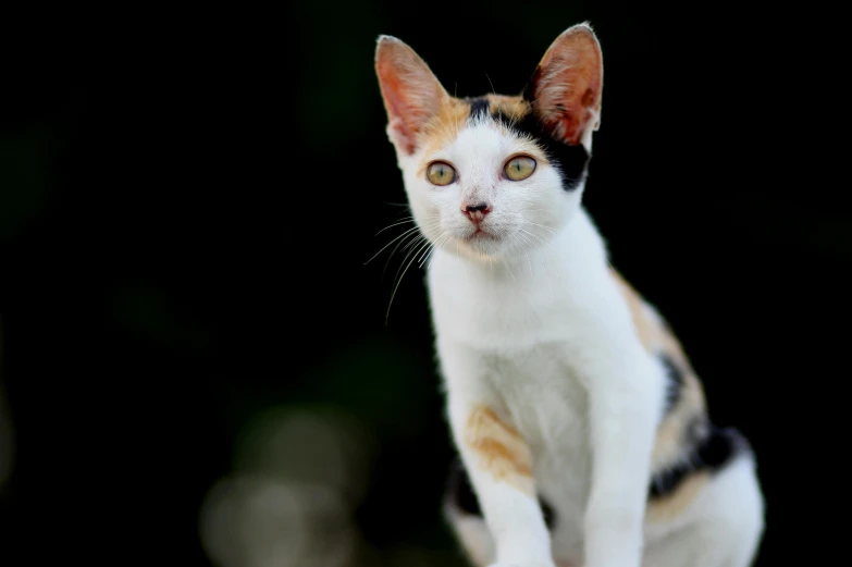 a calico cat sitting on top of a rock, a portrait, unsplash, beautiful female white, long pointy ears, with a black background, an adorable kitten