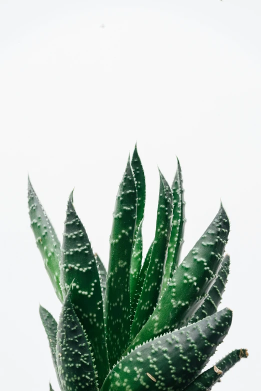 a close up of a plant in a pot, by Carey Morris, trending on pexels, minimalism, pure white background, serrated point, detailed product image, tall thin