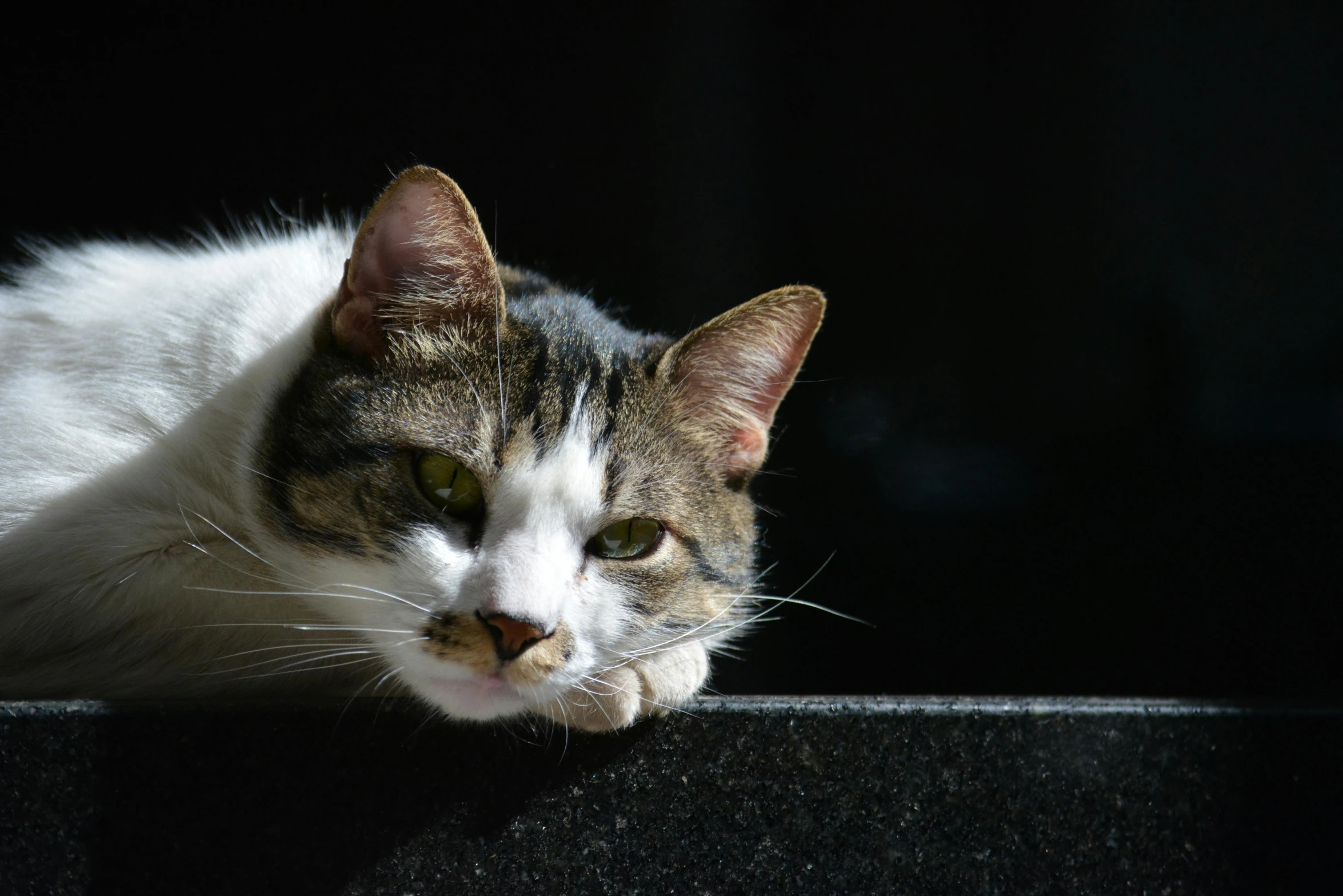 a close up of a cat laying on a ledge, a portrait, unsplash, on black background, unhappy, getty images, in the sun