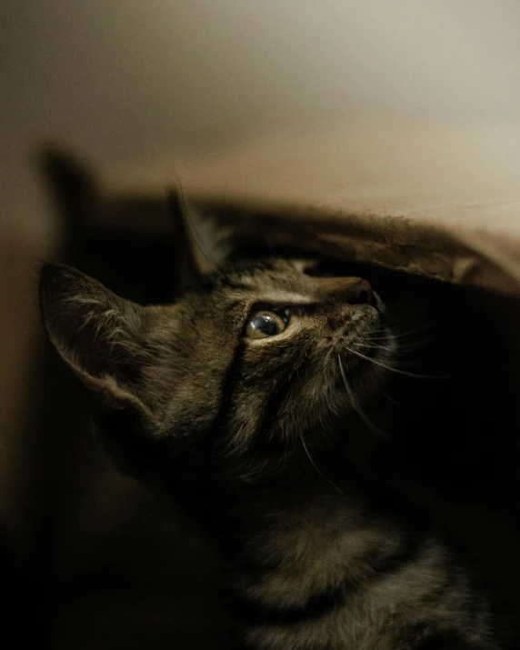a cat hiding in a brown paper bag, an album cover, trending on unsplash, renaissance, black, low quality photo, looking up, glowing inside