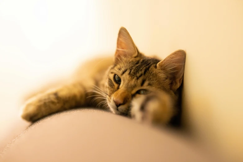 a close up of a cat laying on a couch, unsplash, warm coloured, plain background, taken with canon eos 5 d, young male