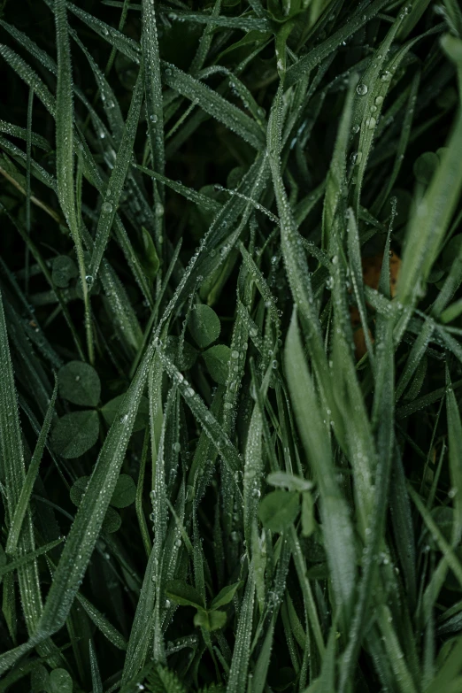 a fire hydrant sitting on top of a lush green field, a macro photograph, by Attila Meszlenyi, frosted texture, knees tucked in | rain falls, detail shot, sustainable materials