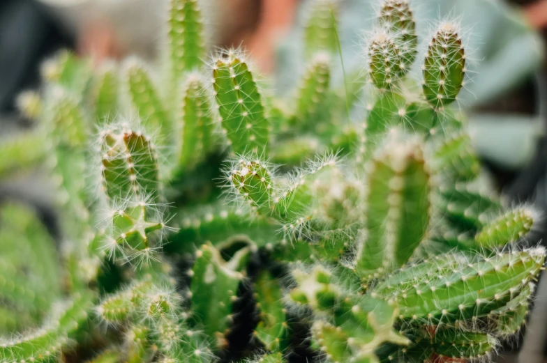 a close up of a cactus plant in a pot, a macro photograph, trending on pexels, hurufiyya, ferns, macro furry, with soft bushes, clear focused details