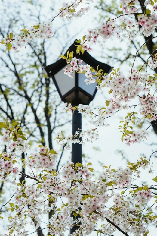 a street light in front of a flowering tree, inspired by Kanō Shōsenin, trending on unsplash, happening, square, city park with flowers, gas lamps, jc park