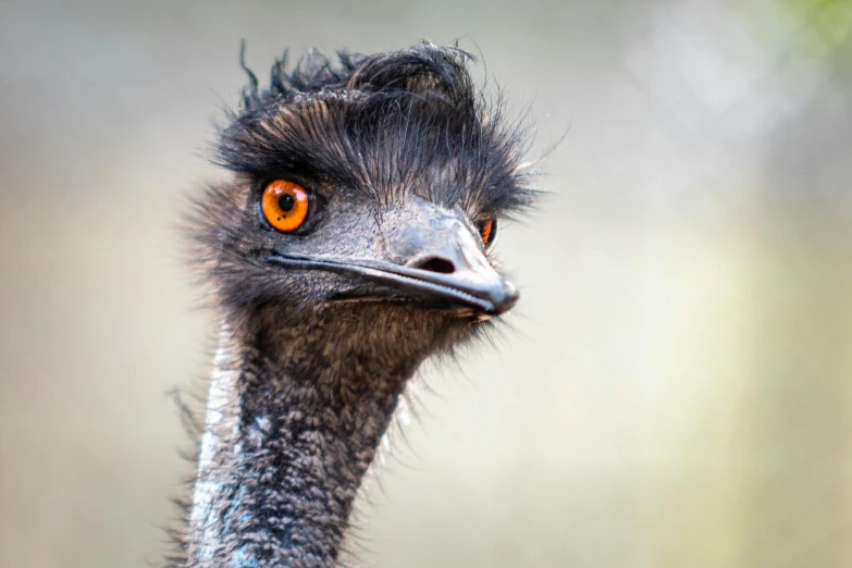 a close up of an ostrich's head with orange eyes, a portrait, by Peter Churcher, trending on pexels, australian, wild black hair, portrait of a small, an angry