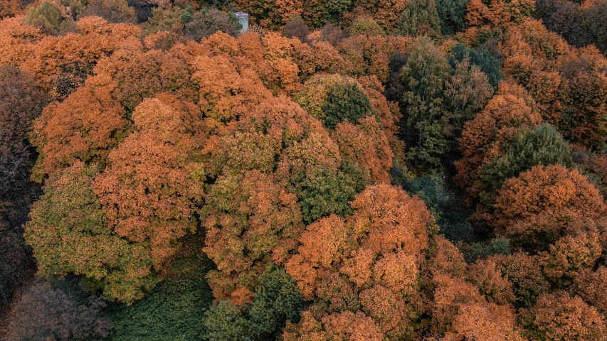 a forest filled with lots of different colored trees, inspired by Christo, pexels contest winner, orange hue, high resolution ultradetailed, instagram post, belgium