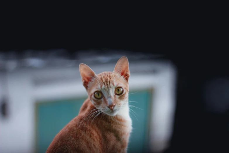 an orange and white cat sitting on top of a table, a picture, pexels contest winner, with a black background, sharp ears, a bald, close up to a skinny