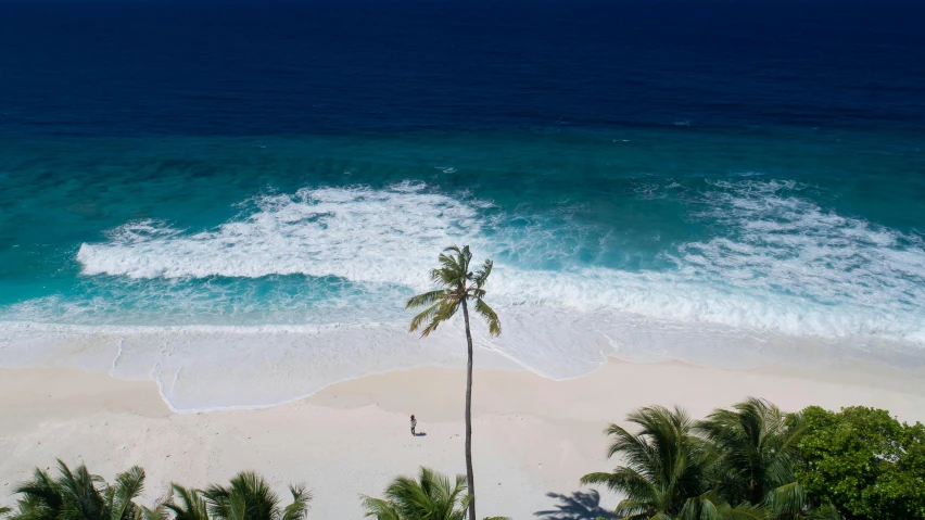 a palm tree sitting on top of a beach next to the ocean, by Peter Churcher, pexels contest winner, hurufiyya, mid air shot, white sand, conde nast traveler photo, trees around