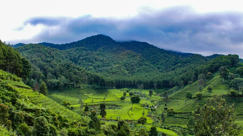 a lush green valley with a mountain in the background, by Daren Bader, pexels contest winner, sumatraism, tea, grey, panoramic, green and blue