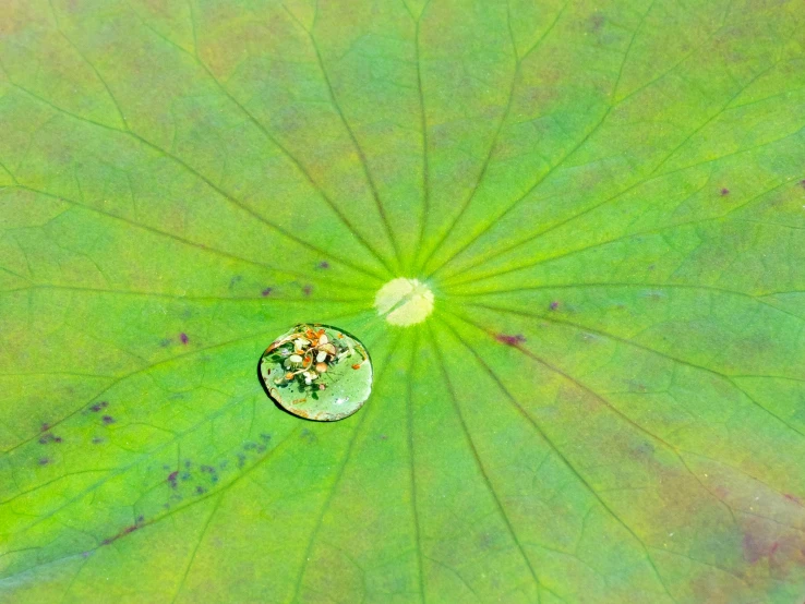 a water drop sitting on top of a green leaf, by Jan Rustem, pixabay contest winner, minimalism, waterlily pond, unsplash transparent fractal, top down extraterrestial view, autum