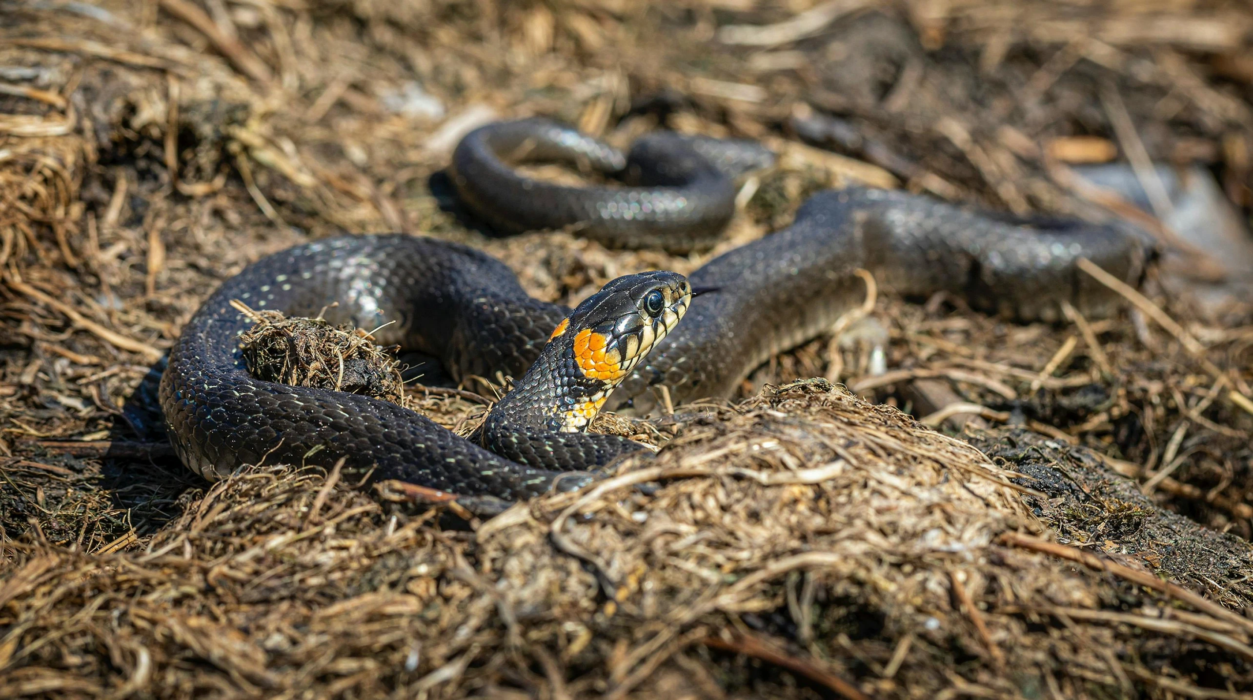 a close up of a snake on the ground, by Adam Marczyński, pexels contest winner, black and orange, mixed with snake, brood spreading, australian