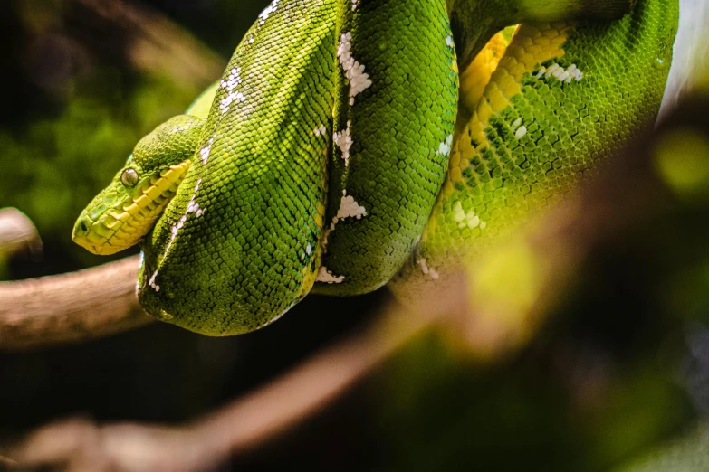 a green snake sitting on top of a tree branch, trending on pexels, shed iridescent snakeskin, an ancient, pandora jungle