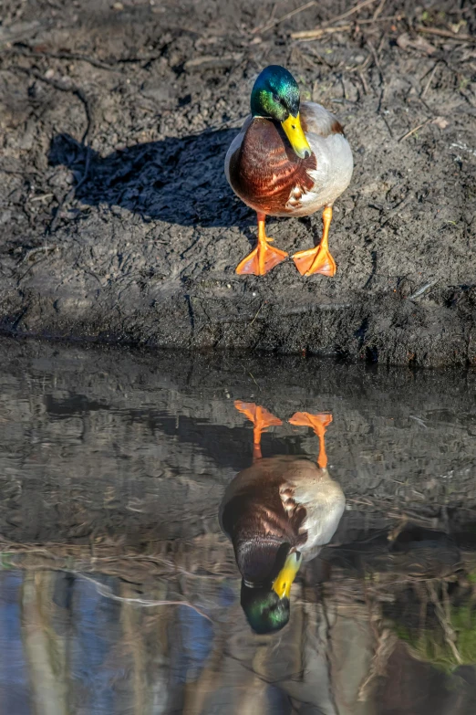 a couple of ducks that are standing in the water, by Jan Tengnagel, pexels contest winner, reflective ground, doing a sassy pose, high-angle, subject= duck
