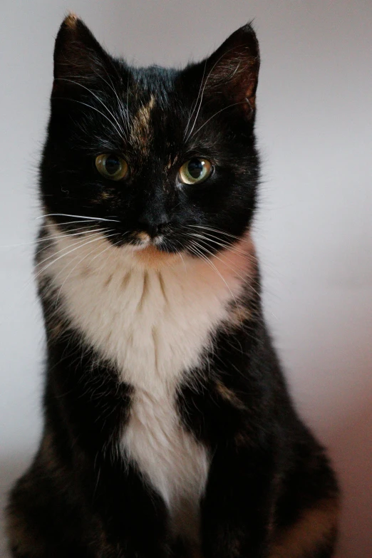 a black and white cat sitting on top of a table, front facing the camera, multi - coloured, with a white nose, moulting