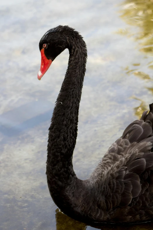 a black swan floating on top of a body of water, dreamworld, swanland, looking to his side, taken in the late 2010s