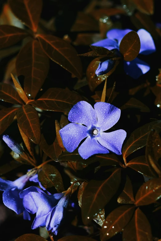 a group of blue flowers sitting on top of a lush green plant, slide show, dark purple, fujicolor sample, brown