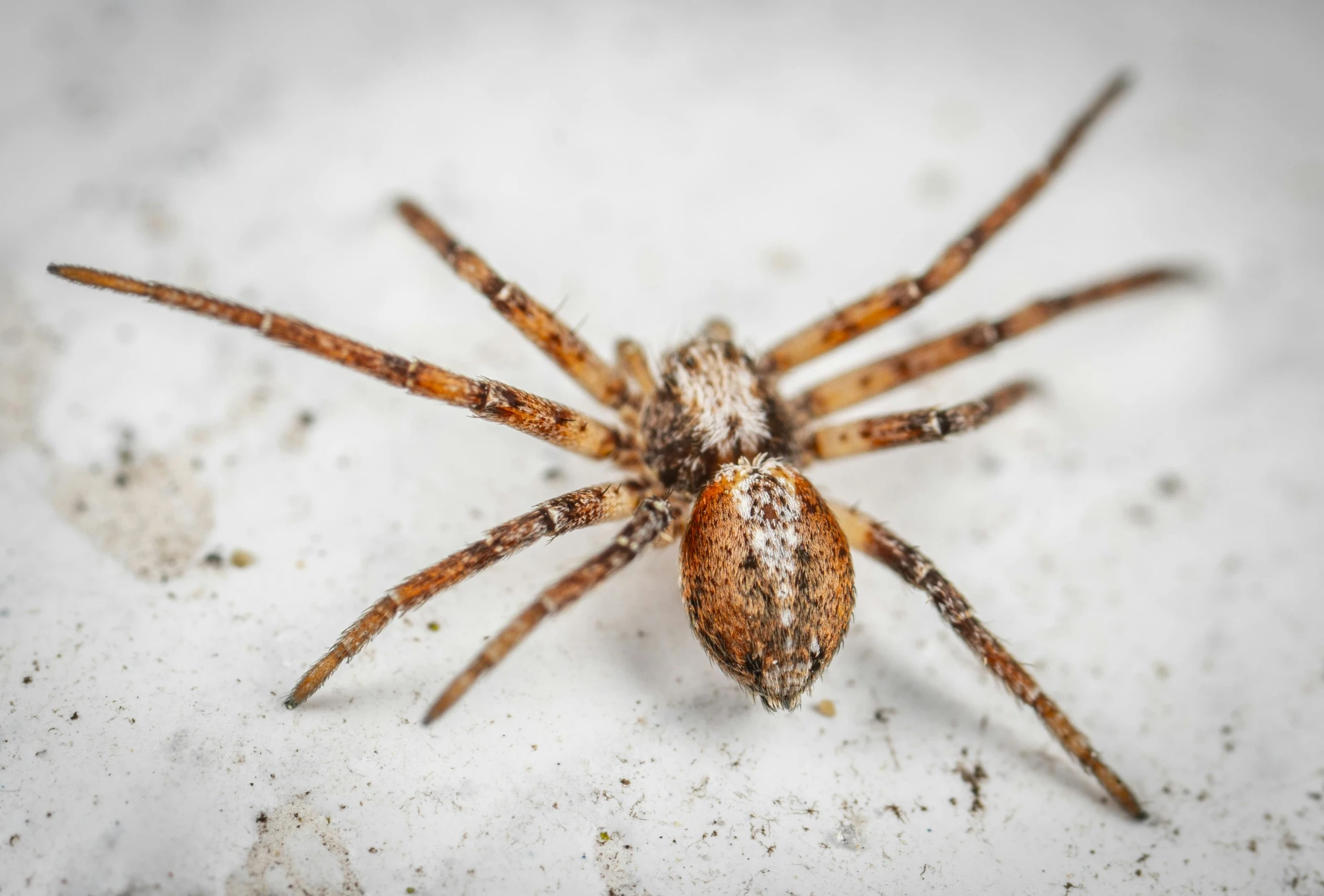 a close up of a spider on a white surface, by Matija Jama, pexels contest winner, closeup 4k, full-figure, brown, highly textured