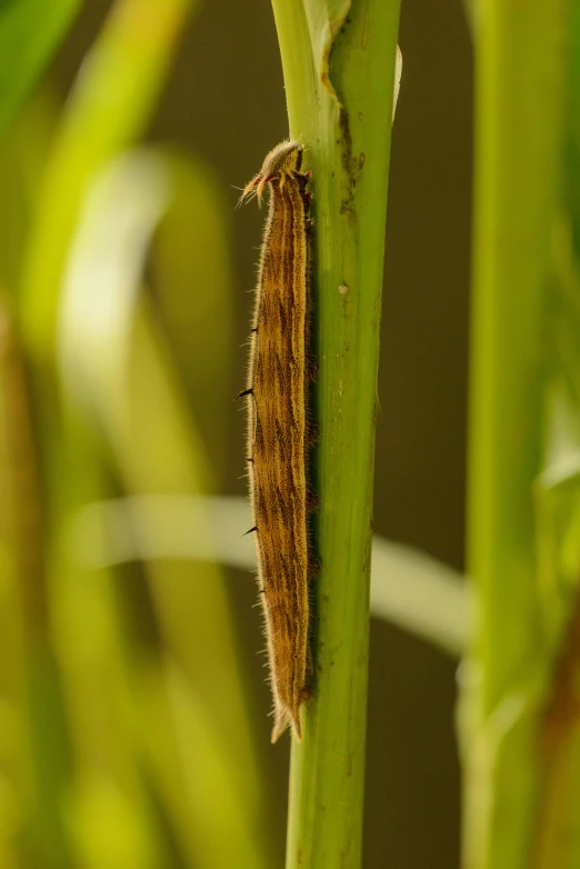 a brown insect sitting on top of a green plant, bullrushes, in a row, subtle wear - and - tear, protophyta