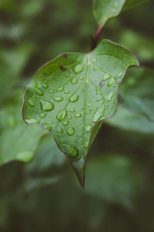 a green leaf with water droplets on it, inspired by Elsa Bleda, unsplash, multiple stories, low detailed, overcast, paul barson