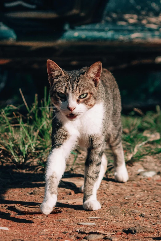 a gray and white cat walking across a dirt field, an album cover, unsplash, intimidating stance, 2019 trending photo, gif, full frame image