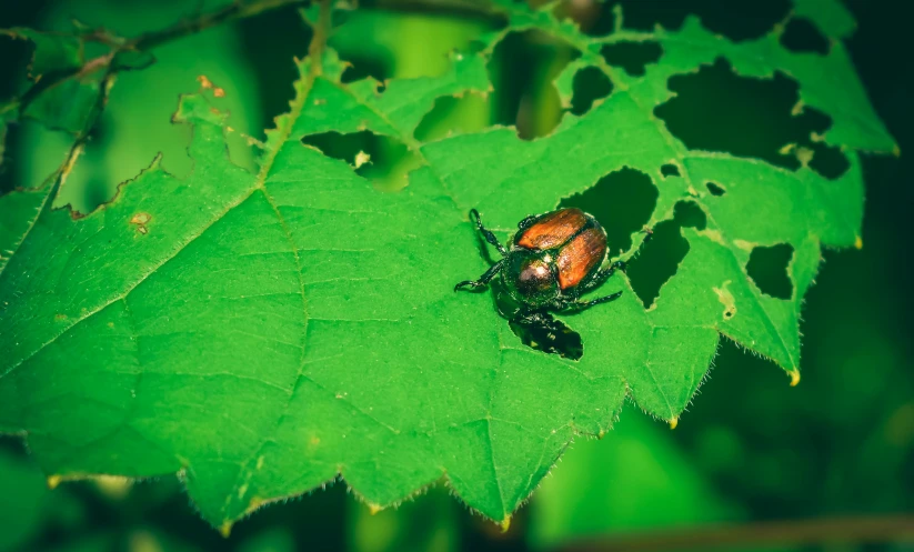 a beetle sitting on top of a green leaf, by Elsa Bleda, pexels contest winner, renaissance, 🦩🪐🐞👩🏻🦳, brown, male and female, 15081959 21121991 01012000 4k