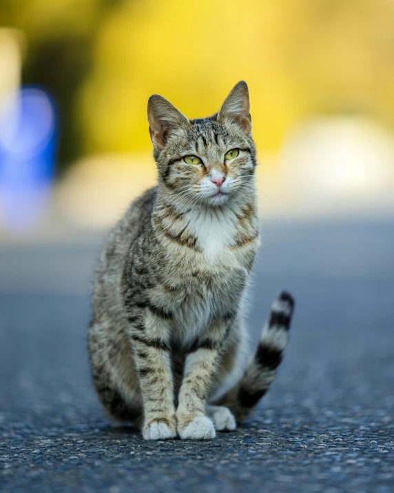 a cat sitting in the middle of the road, by Julia Pishtar, unsplash, lgbtq, very slightly smiling, proud smirk, high quality photo