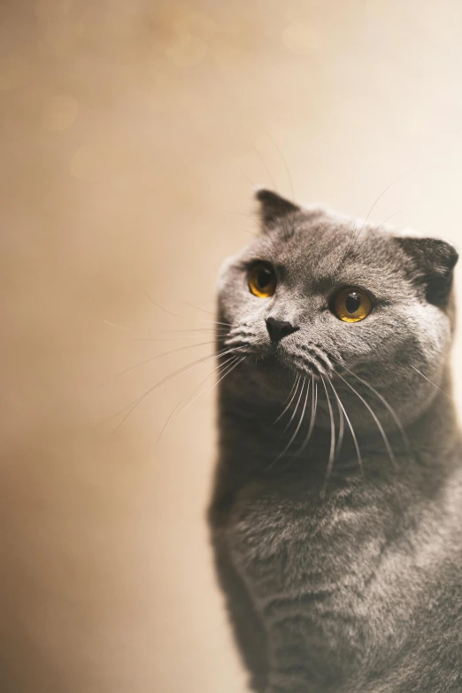 a gray cat sitting on top of a table, trending on unsplash, photorealism, looking confused, scottish fold, aristocratic, thoughtful )