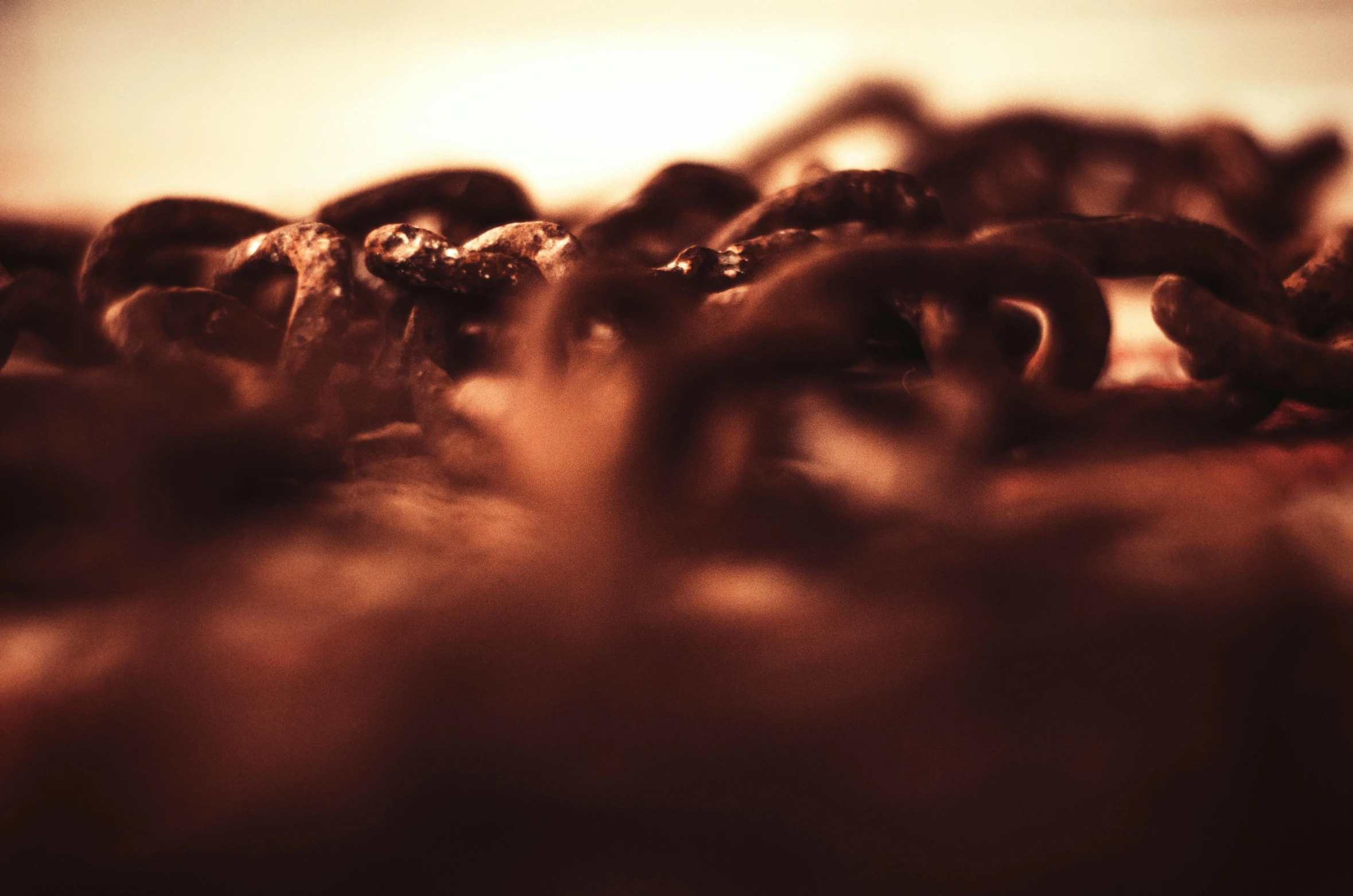 a blurry pograph of several bagels lying on a table