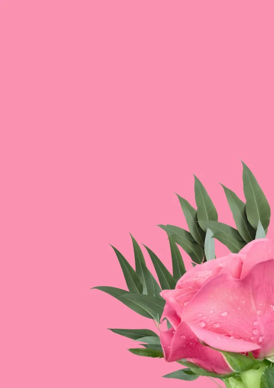 two pink roses are against a pink background