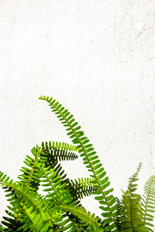 a green plant in front of a white wall, by Elizabeth Charleston, trending on unsplash, ferns and mold on concrete, profile image, sustainable materials, loosely cropped