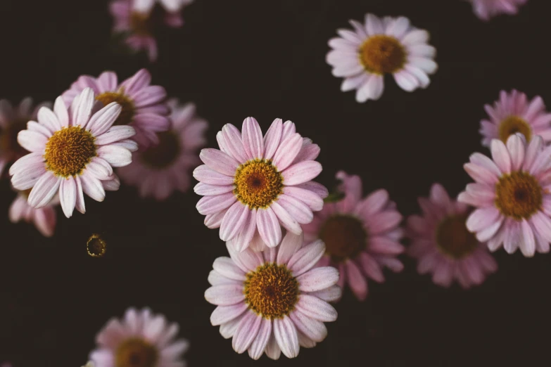 a close up of a bunch of pink flowers, unsplash, chamomile, dark and intricate, instagram photo, brown