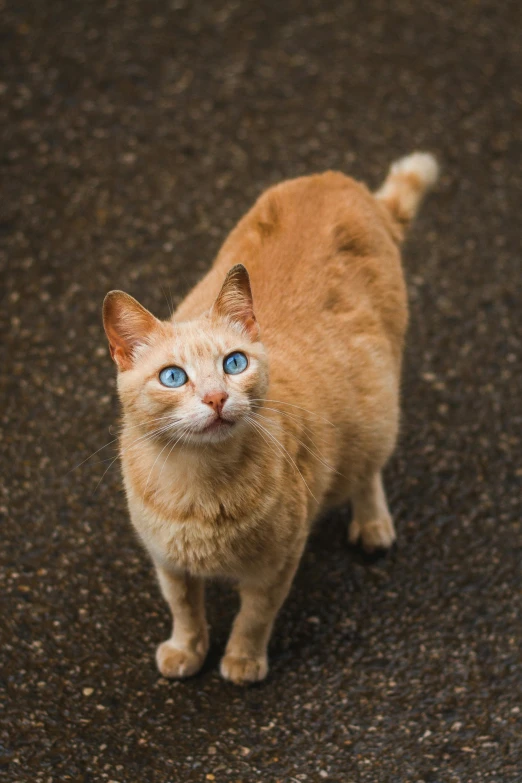 an orange cat with blue eyes standing in the street, an album cover, by Jan Tengnagel, unsplash, renaissance, pale blue eyes, ultra hi resolution picture, a high angle shot, full body close-up shot