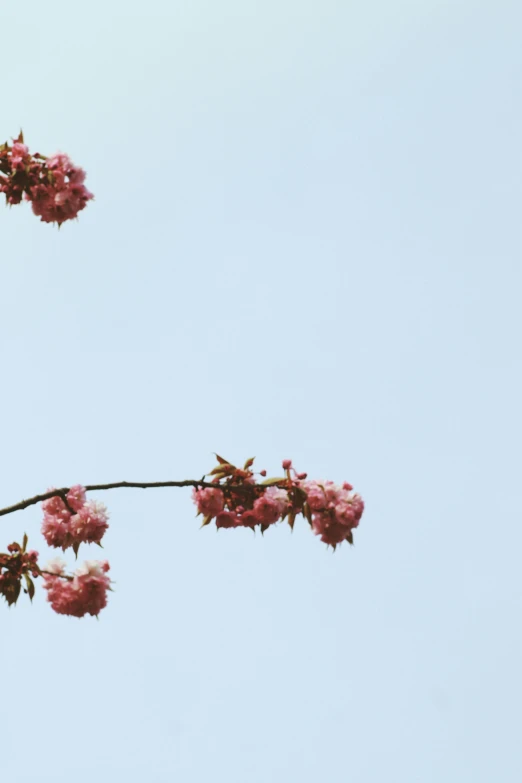 a bird perched on a branch of a cherry tree, unsplash, postminimalism, low quality photo, pink bees, with branches! reaching the sky, 中 元 节