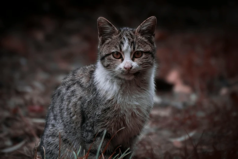 a cat that is sitting in the grass, at night