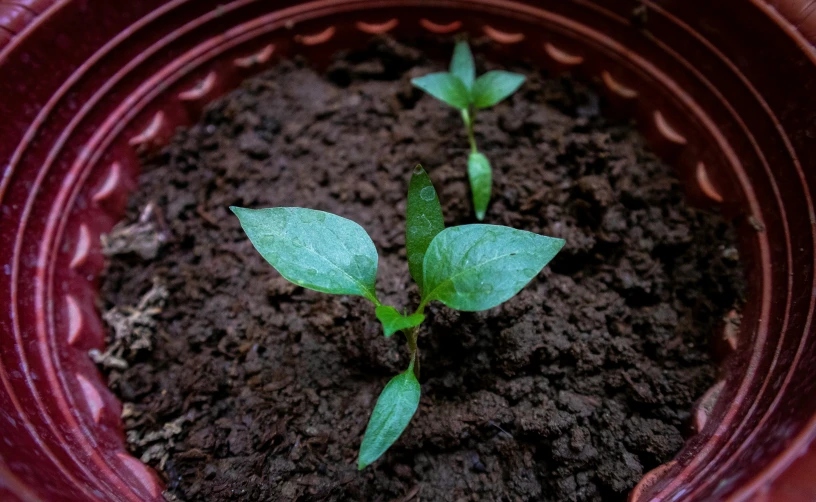 a close up of a small plant in a pot, ready to eat, moai seedling, in salvia divinorum, round about to start