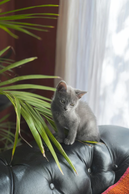 a cat sitting on top of a black leather chair, arabesque, next to a plant, blue gray, kitten sandwish, soft vinyl