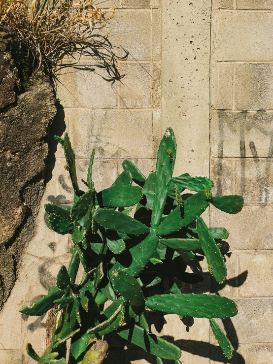 a plant that is on the side of a building, by Elsa Bleda, brutalism, dragon fruits, low quality photo, made from old stone, snapchat photo