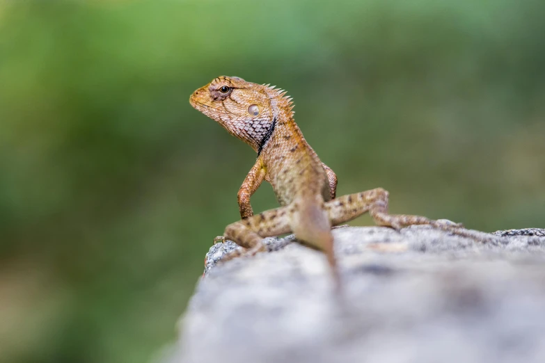 a lizard sitting on top of a rock, by Adam Marczyński, pexels contest winner, sumatraism, dragon scales across hairline, cute little dragon, australian, slide show