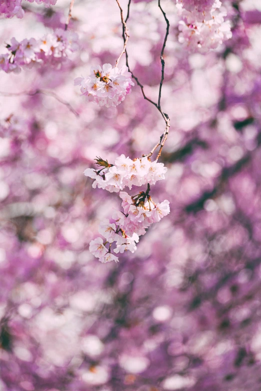 a close up of a bunch of flowers on a tree