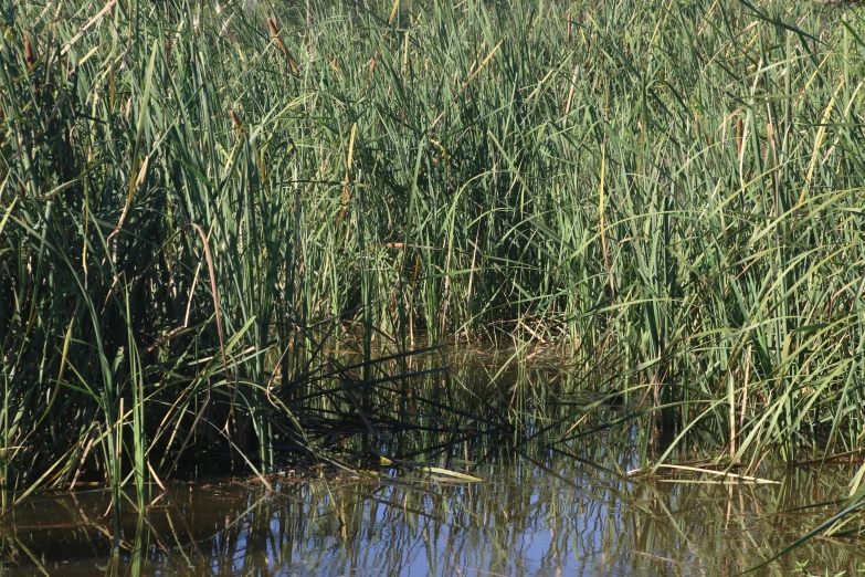 a body of water surrounded by tall grass, cane, amphibians, up close image, loosely cropped