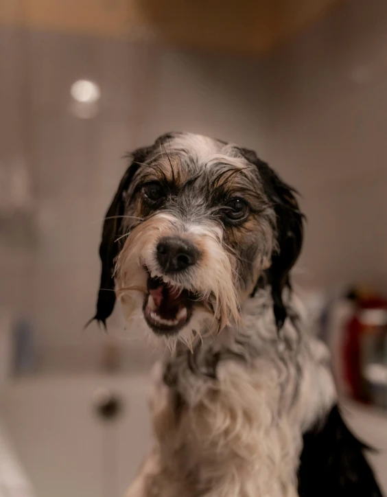 a black and white dog sitting on top of a sink, pexels contest winner, wet mouth, he is very happy, thumbnail, bearded