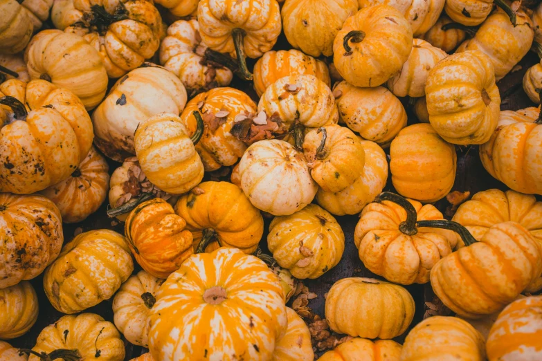 a pile of small orange and white pumpkins, pexels, avatar image, 3 4 5 3 1, fan favorite, yellow lanterns