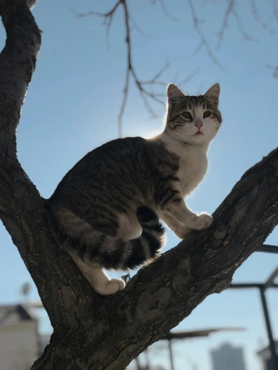 a close up of a cat in a tree