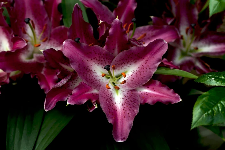 a close up of a bunch of purple flowers, a portrait, pexels, hurufiyya, lily flower, dark red, stargazer, highly ornate