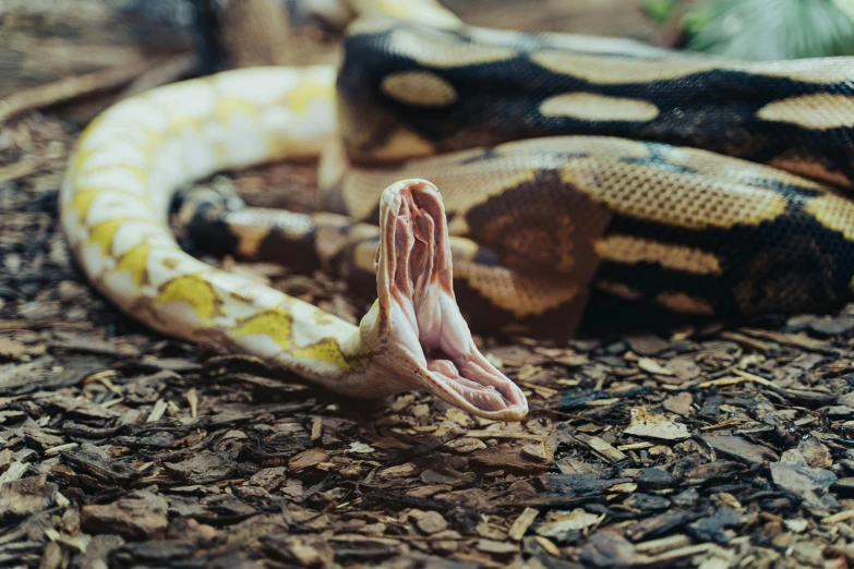 a close up of a snake with its mouth open, trending on pexels, australian, mixed animal, sprawling, 2 animals